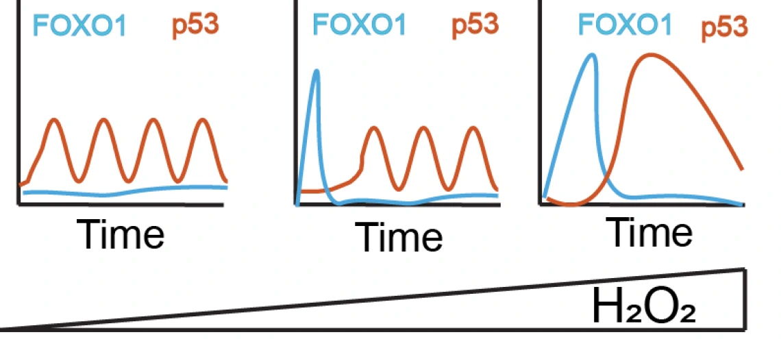 Temporal coordination of the transcription factor response to H2O2 stress Graphic Abstract